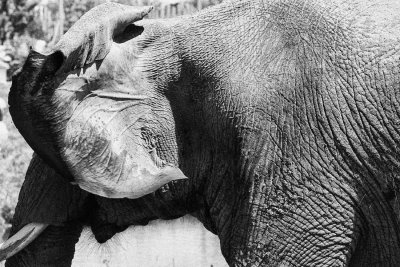 Animaux BW en Macro