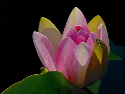 At dawn the Waterlily is awakening while the trigger is still asleep.jpg
