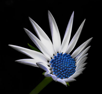 The joy for blooming of a young Osteospermum.