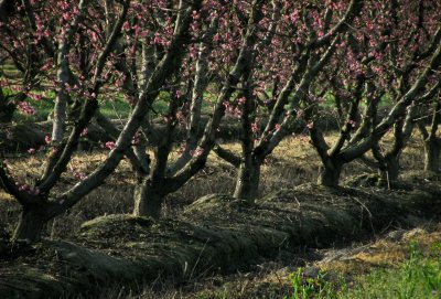 Morning in the Peach Orchard