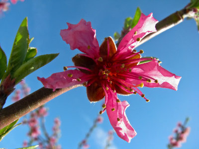 More Blossom Trail