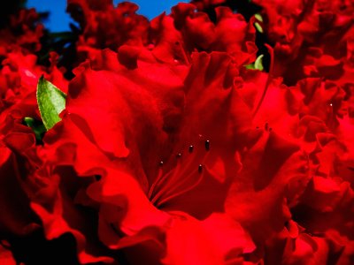 Red Azaleas