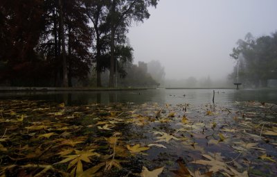 Foggy Morn in Roeding Park