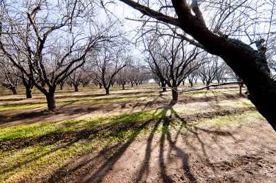 Winter Day in the Orchard