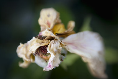 Could it be a Faded Rose From Days Gone By?