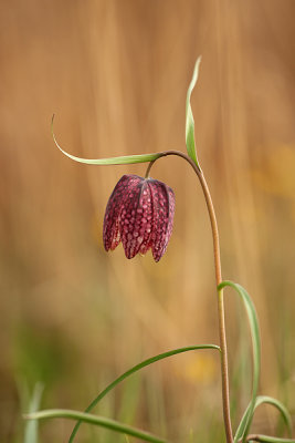 natuur