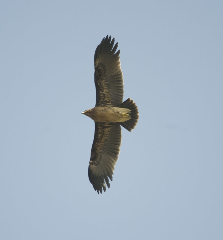 18. Eastern Imperial Eagle - Aquila heliaca