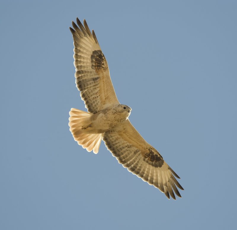 13. Long-legged Buzzard - Buteo rufinus