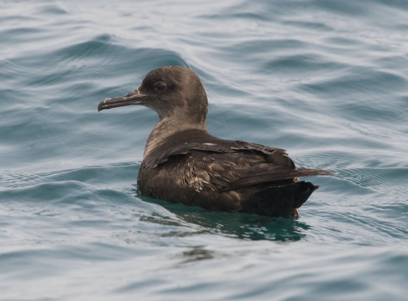 2. Sooty Shearwater - Puffinus griseus