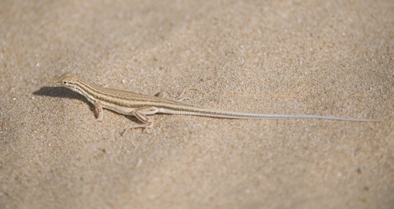 1. Fringe-toed Lizard - Acanthodactylus gongrorhynchatus