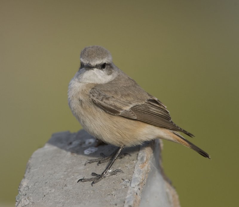 26. Red-tailed Wheatear - Oenanthe chrysopygia