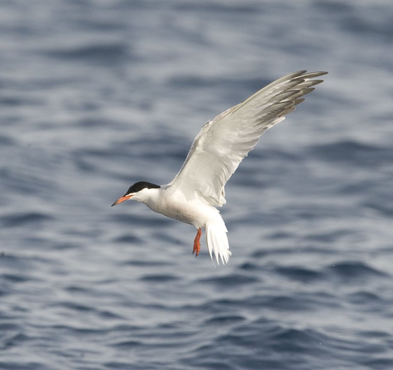 20. Common Tern - Sterna hirundo