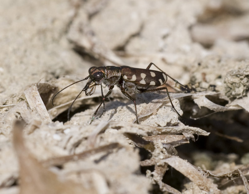 1. Cicindela (Calomera) aulica aulica (Dejean, 1831)
