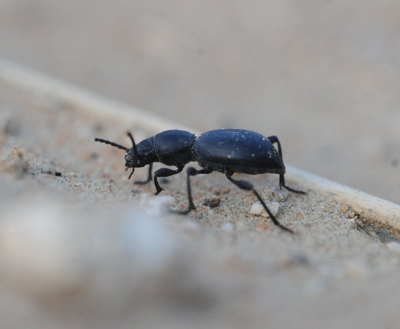 8. Microdera marginata (Blair, 1933)