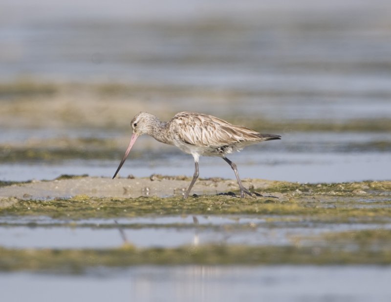 5. Bar-tailed Godwit - Limosa lapponica