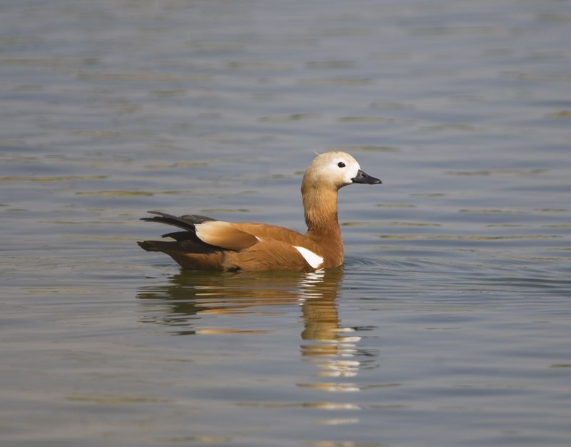 5. Ruddy Shelduck - Tadorna ferruginea