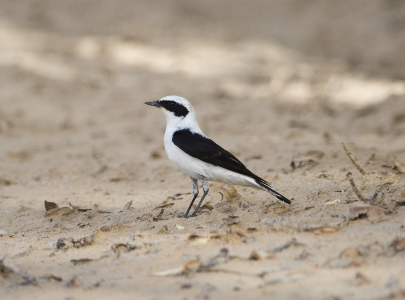 25. Eastern Black-eared Wheatear - Oenanthe (hispanica) melanoleuca (white-throated form)