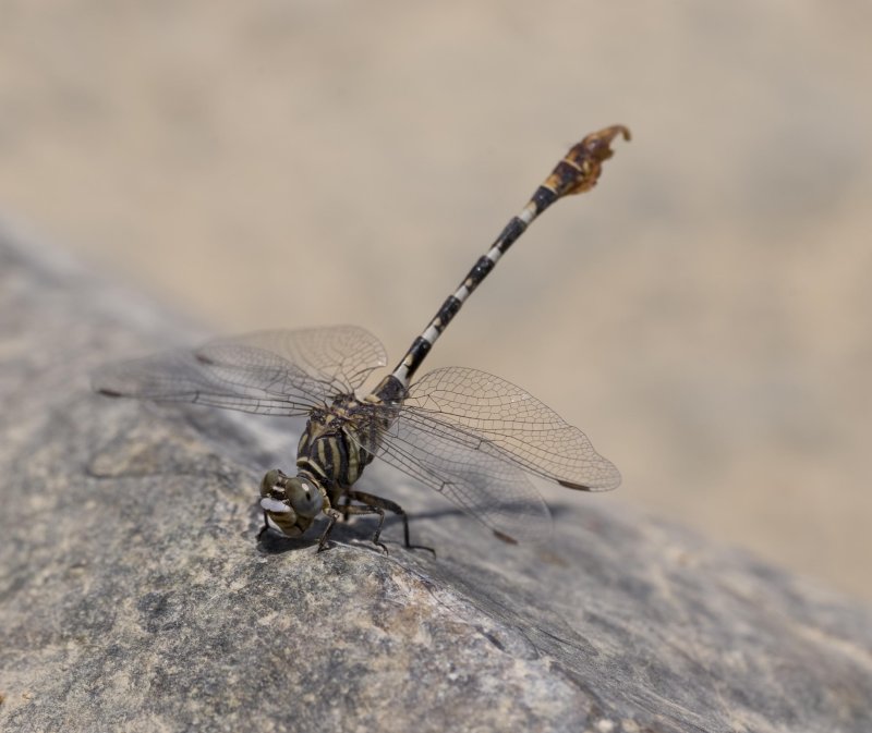 1. Paragomphus sinaiticus (Morton, 1929) - Sinai Hooktail