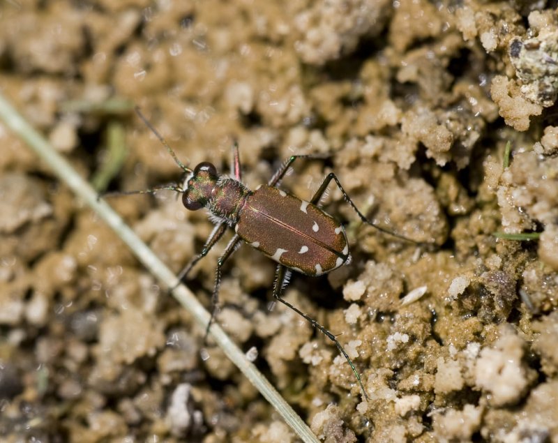 2. Cicindela (Calomera) cf. fischeri (Adams, 1817)