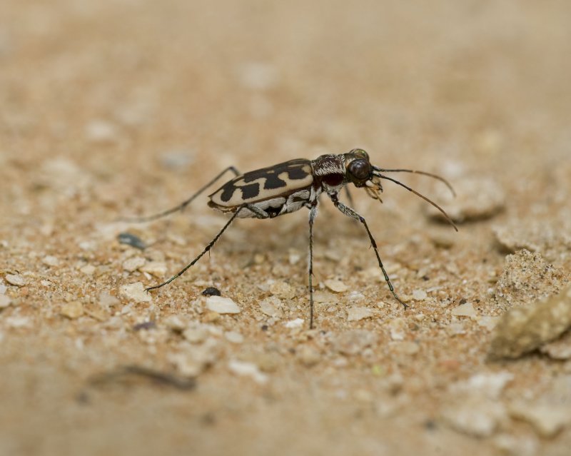 4. Lophyra (Lophyra) histrio (Tschitscherine, 1903)