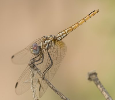 5. Trithemis annulata (Palisot de Beauvois, 1807) - Purple-blushed Darter - female