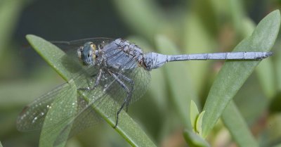 6. Orthetrum chrysostigma (Burmeister, 1839) - Epaulet Skimmer