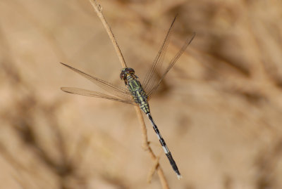 8. Orthetrum sabina (Drury, 1773), Oasis Skimmer