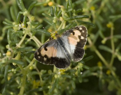 5. Colotis phisadia phisadia (Godart, 1819) -  Blue Spotted Arab