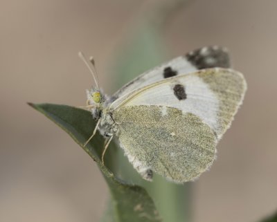 3. Euchloe amseli (Donzel, 1842) - White Desert Black Tip
