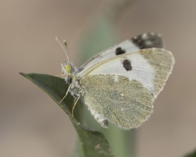 3. Euchloe amseli (Donzel, 1842) - White Desert Black Tip