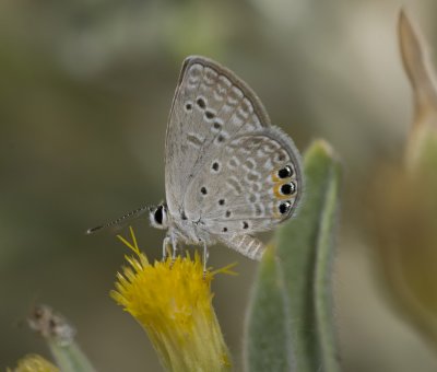 3.Chilades trochylus (Freyer, 1845) - Grass Jewel