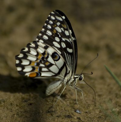 g4/98/981498/3/135629966.gxGWE6bc.jpg