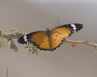 1. Danaus chrysippus (Linnaeus, 1758) -  Plain Tiger