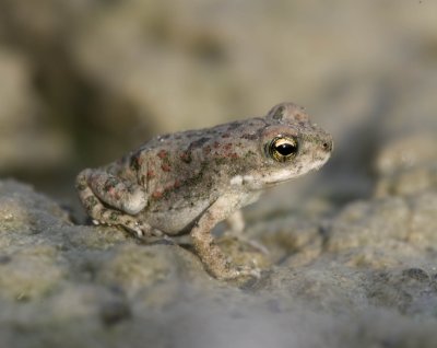 1. Arabian Toad - Bufo arabicus