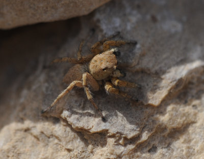 Evarcha sp. (probably praeclara or seyun) - male