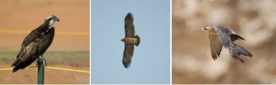 ACCIPITRIFORMES - includes eagles, vultures, kites, buzzards, harriers and more (order): 22 species