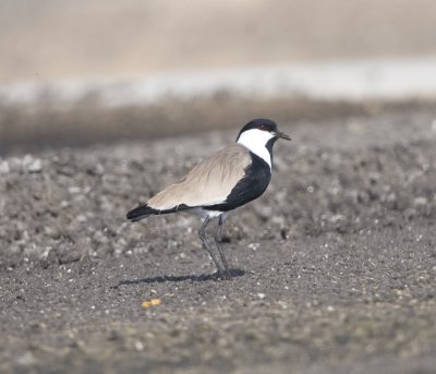 2. Spur-winged Lapwing - Vanellus spinosus