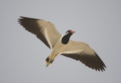 3. Red-wattled Lapwing - Vanellus indicus