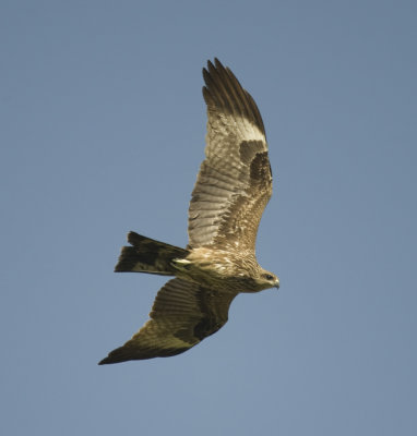 2. Black-eared Kite - Milvus migrans lineatus