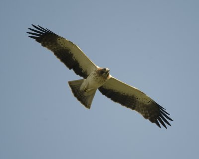 20. Booted Eagle - Aquila pennata (adult pale morph)