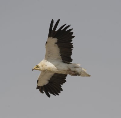 5. Egyptian Vulture - Neophron percnopterus (adult)