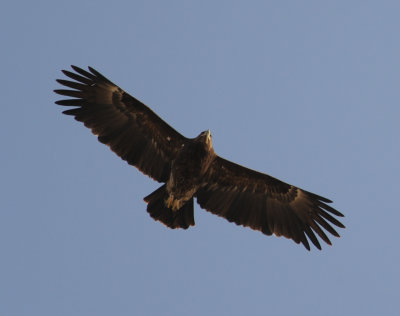 15. Greater Spotted Eagle - Aquila clanga