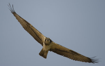 1. Osprey - Pandion haliaetus