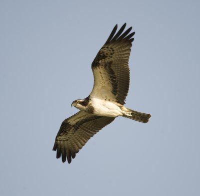 1. Osprey - Pandion haliaetus