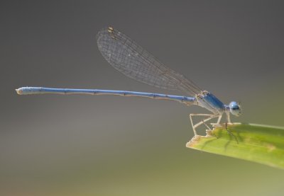 1. Arabicnemis caerulea (Morton, 1929) - Powder Blue Damsel