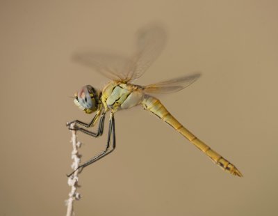 14. Sympetrum fonscolombii (Selys, 1840), Red-veined Darter