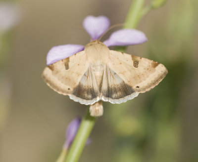 1. Heliothis peltigera (Denis & Schiffermüller, 1775) - Bordered Straw
