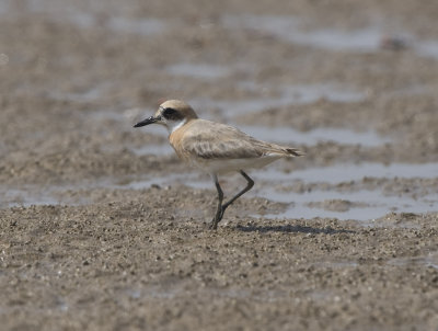 13. Greater Sand Plover - Charadrius leschenaultii