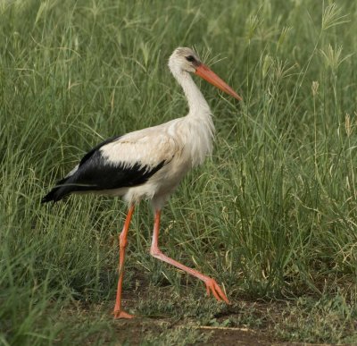 1. White Stork - Ciconia ciconia