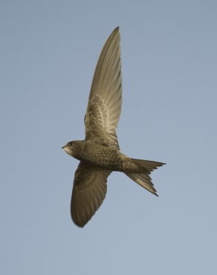 1. Common Swift - Apus apus pekinensis